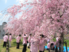 sakura_02.jpg